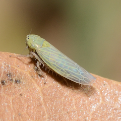 Graminella nigrifrons