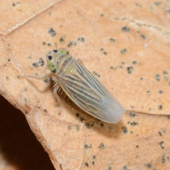 Graminella villica