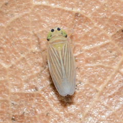 Graminella villica