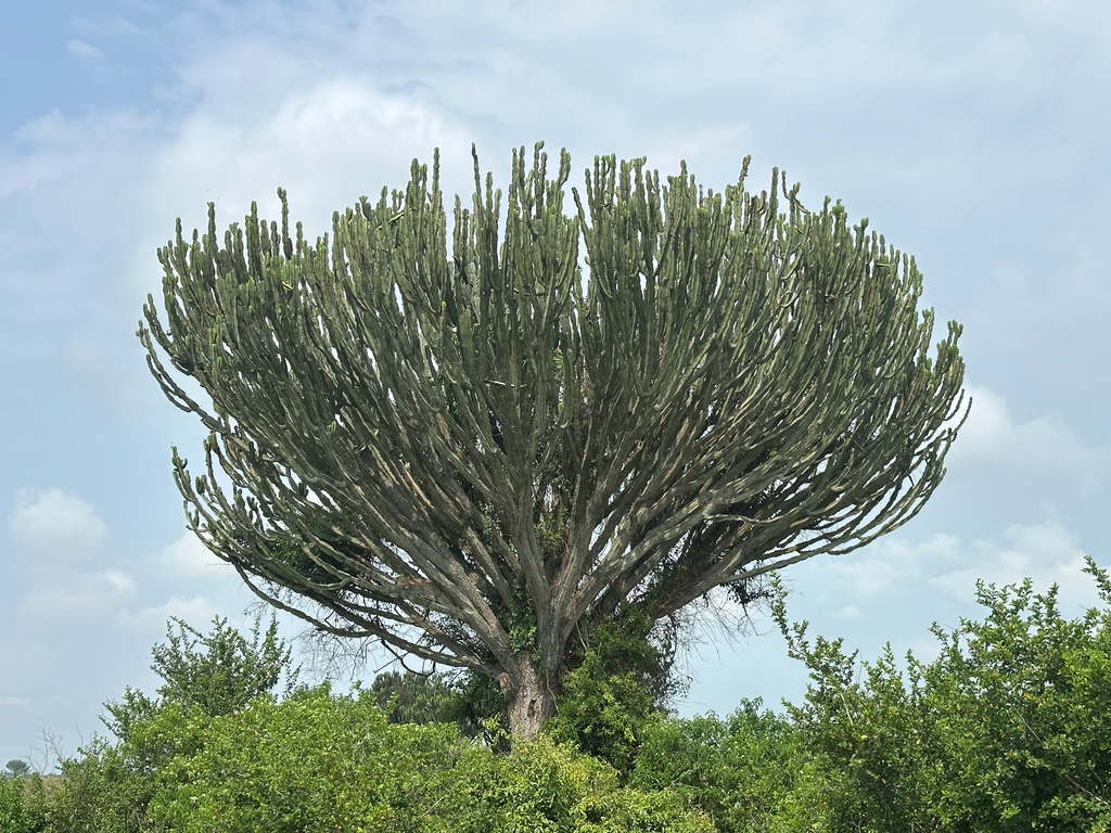 Euphorbia ingens, Busongora, Western, UG, by olliesaunders