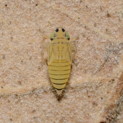 Graminella villica