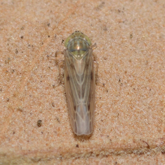 Graminella nigrifrons