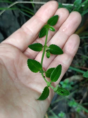 Gonocarpus humilis, 2025-07-12