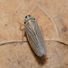 Graminella villica