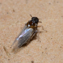 Flavoclypeus andromedus