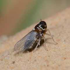 Flavoclypeus andromedus