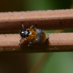 Flavoclypeus andromedus