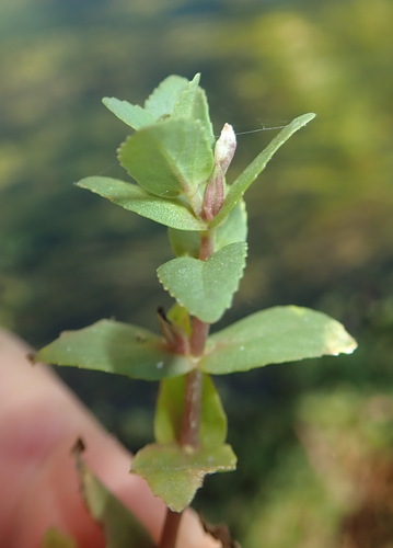 Limnophila fragrans observed 2025-06-21
