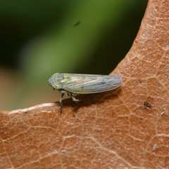 Graminella nigrifrons