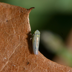 Graminella nigrifrons