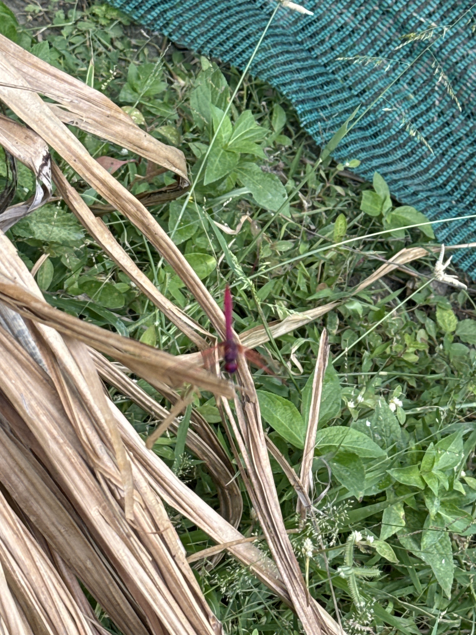 Crimson Marsh Glider