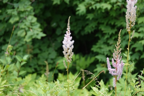 Astilbe rubra