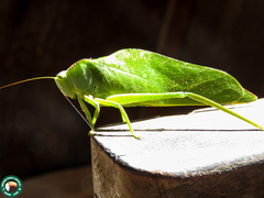 Steirodon dentiferoides