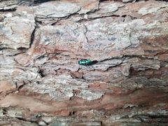 Temnoscheila virescens