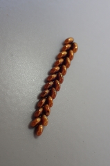 Notobitus meleagris