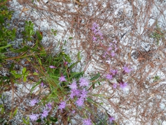 Liatrinae