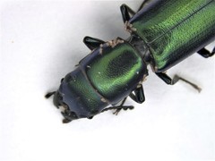 Temnoscheila virescens