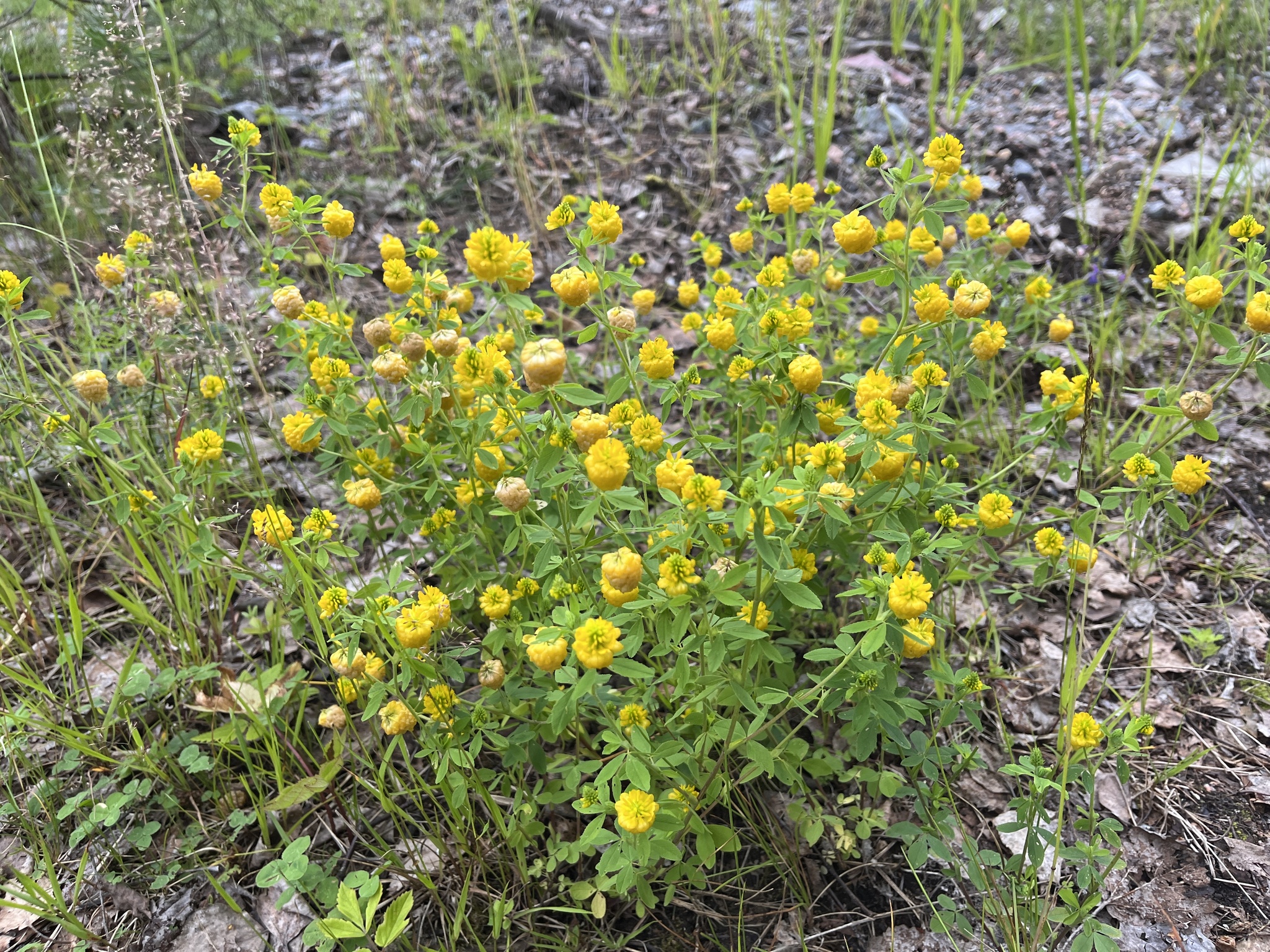 Trifolium aureum