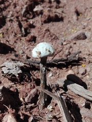 Battarreoides diguetii