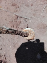 Battarreoides diguetii