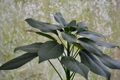 Oreopanax arcanus