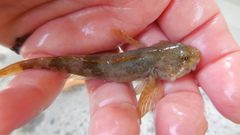 Cottus gobio