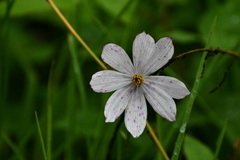 Cosmos diversifolius