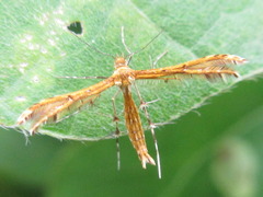 Stenodacma pyrrhodes