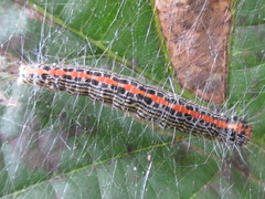 Teliphasa elegans