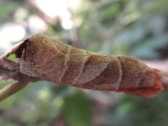 Clostera anastomosis