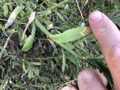 Baccharis plummerae plummerae