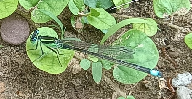 Tropical Bluetail