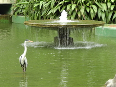 Ardea cocoi