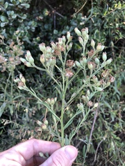 Baccharis plummerae plummerae