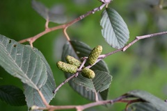 Alnus acuminata arguta