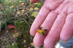 Hygrocybe mucronella