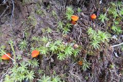 Hygrocybe mucronella