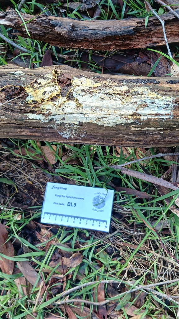 Rhizochaete filamentosa · July 2025 · photo: © jessbamford (iNaturalist, cc-by-sa)