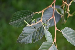 Alnus acuminata arguta