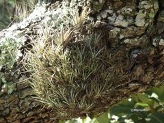 Tillandsia albida