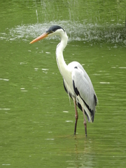 Ardea cocoi