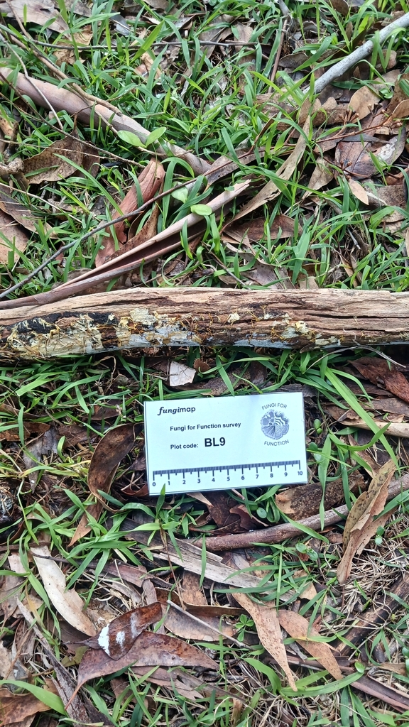 Rhizochaete filamentosa · July 2025 · photo: © jessbamford (iNaturalist, cc-by-sa)