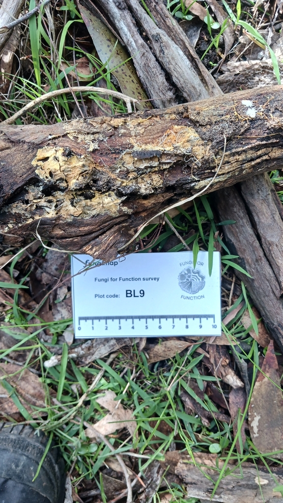 Rhizochaete filamentosa · July 2025 · photo: © jessbamford (iNaturalist, cc-by-sa)