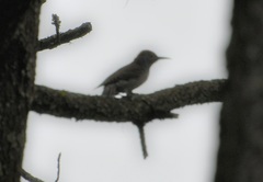 Colaptes auratus mexicanoides