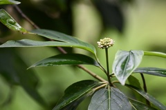 Cornus disciflora