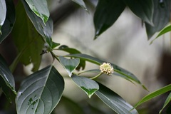 Cornus disciflora