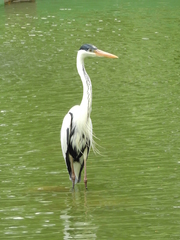 Ardea cocoi
