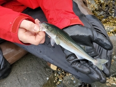 Black Cod photo 3