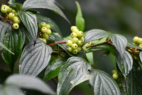 Cornus excelsa (Cornus excelsa)