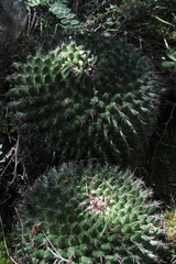 Mammillaria mystax